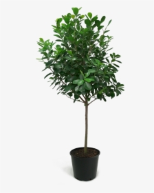 Ficus Moclame, HD Png Download, Free Download