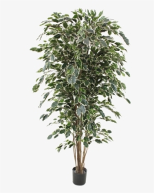 Ficus Exotica Artificial Tree Deluxe 180 Cm Variegated - Bangladesh Plastic Flower Tree, HD Png Download, Free Download