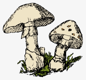 Shrooms Png - Small, Transparent Png, Free Download