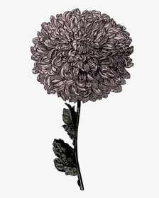 Flowers For &gt, Transparent Row Of Flowers Tumblr - Chrysanthemum Clipart Black And White, HD Png Download, Free Download