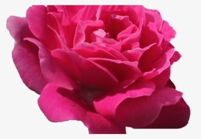 Pink Flower Tumblr Freetoedit Remixlt Rosa Flores Flor - Imagens Tumblr De Flores Rosa Pink, HD Png Download, Free Download