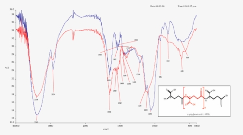 Polyglutamic Acid, HD Png Download, Free Download