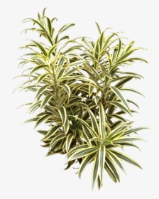 Dracaena Reflexa Song Of India Care, HD Png Download, Free Download