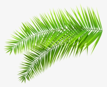 Palm Branches Png - Palm Leaf Transparent Background, Png Download, Free Download