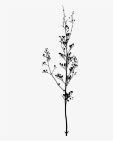Transparent Black And White Flowers, HD Png Download, Free Download