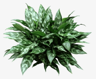 Chinese Evergreen Emerald Beauty, HD Png Download, Free Download