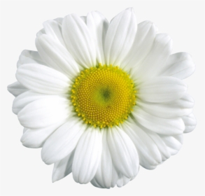 Transparent Flowers Daisy, HD Png Download, Free Download