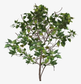 Download Tree Branch Png Image For Designing Projects - Branch, Transparent Png, Free Download