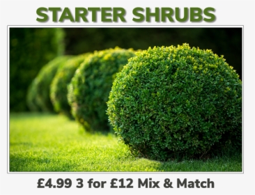 Grovewell Promos Starter Shrubs - Plant Grass And Shrubs, HD Png Download, Free Download