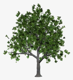 Tree Png Image - Transparent Tree Silhouette, Png Download, Free Download