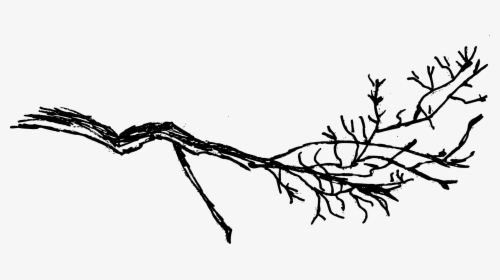 Transparent Tree Branch, HD Png Download, Free Download