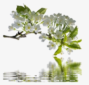 Spring, Cherry Branches, Branch, Flowers, Nature - Spring Morning Chinese Poem, HD Png Download, Free Download