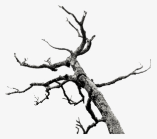 Graphic Transparent Branches Stock Png By Akasling - Dead Tree Branches Png, Png Download, Free Download
