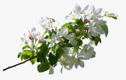 Apple Tree Png -blossom, Bloom, Apple Blossom, Spring, - Apple Blossom Png, Transparent Png, Free Download