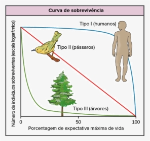 Type 2 Survivorship Curve Organisms Examples, HD Png Download, Free Download