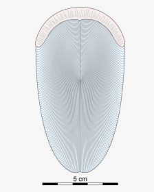 Andiva Sketch - Andiva Ivantsovi, HD Png Download, Free Download