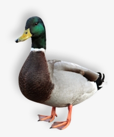 Duck - Duck Mallard, HD Png Download, Free Download