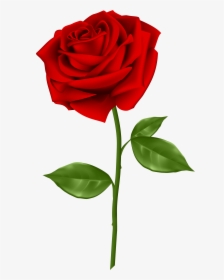 Blue Rose Clip Art - Red Rose Png Transparent, Png Download, Free Download