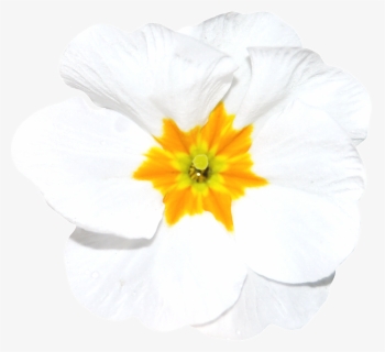 Hand Painted A White Flower Png Transparent, Png Download, Free Download