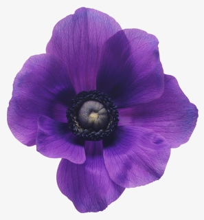 Purple Flowers Png, Transparent Png, Free Download