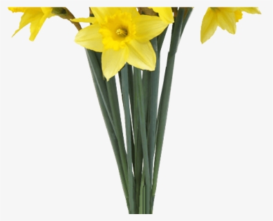 Spring Daffodils Transparent Background Flower Image, HD Png Download, Free Download