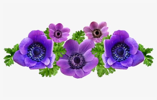 Anemones, Flowers, Spring, Arrangement, Garden, Nature, HD Png Download, Free Download