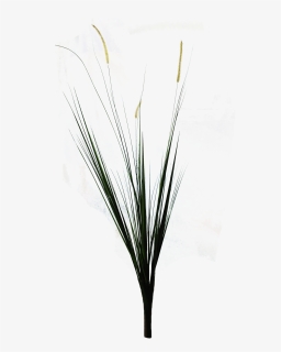 Ornamental Grass Png, Transparent Png, Free Download