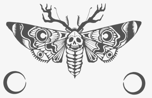 Moth Horns, HD Png Download, Free Download