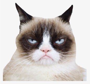 Grumpy Cat Png Photos, Transparent Png, Free Download