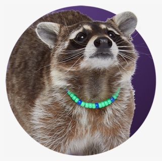 Raccoon - Nyla P - Lastic, HD Png Download, Free Download