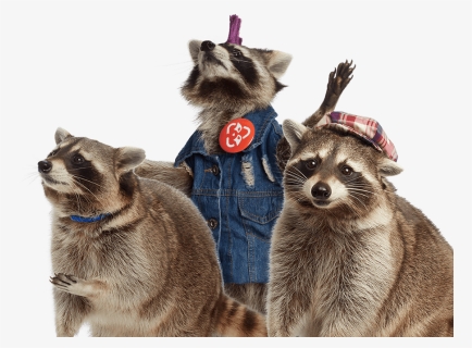 Raccoon Png, Transparent Png, Free Download