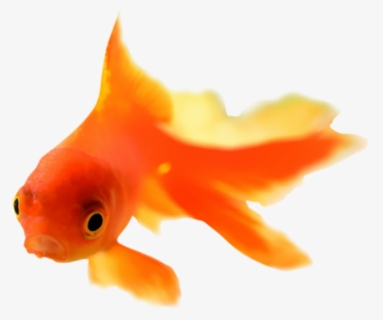 Goldfish Png, Transparent Png, Free Download