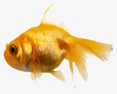 Aesthetically Beautiful Small Fish Static Png, Transparent Png, Free Download