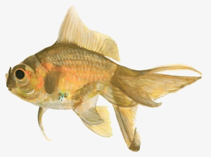 Goldfish Png, Transparent Png, Free Download