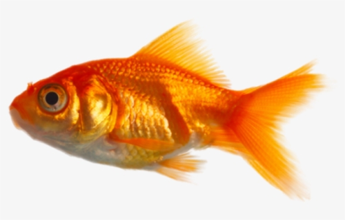 Goldfish Png, Transparent Png, Free Download