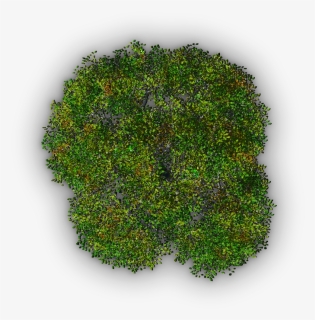 Tree Plan Png, Transparent Png, Free Download