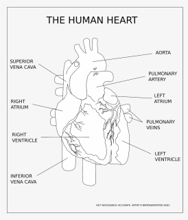Transparent Heart Organ Png, Png Download, Free Download