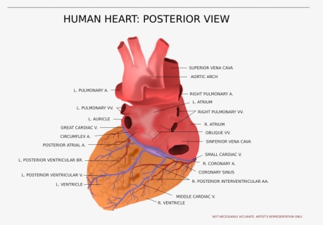 View Of Human Heart , Png Download, Transparent Png, Free Download