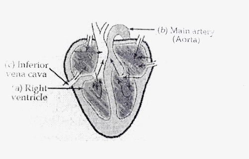 Human Heart Png, Transparent Png, Free Download