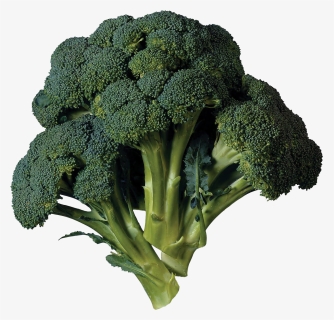 Green Broccoli Png Transparent Image, Png Download, Free Download