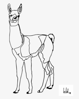 Llama 01 01, HD Png Download, Free Download