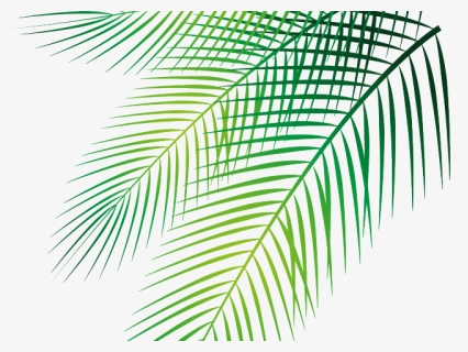 Transparent Palm Leaves Clipart, HD Png Download, Free Download