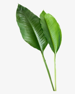 Tropical Leaves Png, Transparent Png, Free Download
