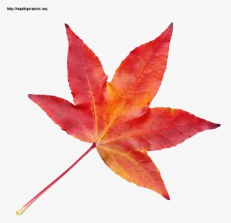 Autumn Leaf Png Transparent Image Pngpix Maple Tree, Png Download, Free Download