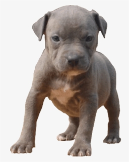 Pitbull Puppy Transparent , Png Download, Png Download, Free Download