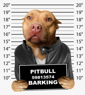 Pitbull Mugshot , Png Download, Transparent Png, Free Download