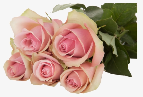 Belle Rose, HD Png Download, Free Download
