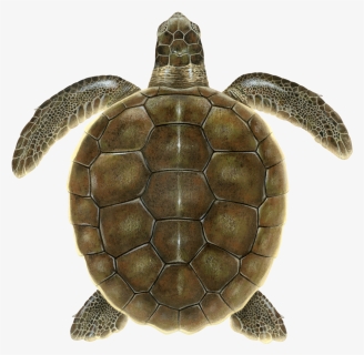 Juvenile Flatback Sea Turtle , Png Download, Transparent Png, Free Download