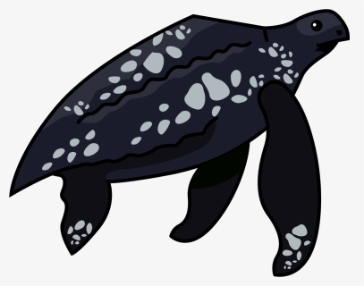 Sea Turtle Png, Transparent Png, Free Download