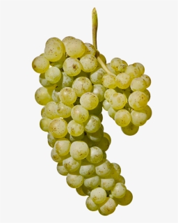 Grape Png, Transparent Png, Free Download